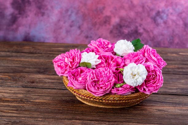 گل محمدی اصیل ایرانی الهام‌ بخش عطر سازان حرفه‌ ای جهان